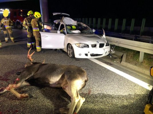 Na S7 w Głuchowie BMW zderzyło się z potężnym łosiem