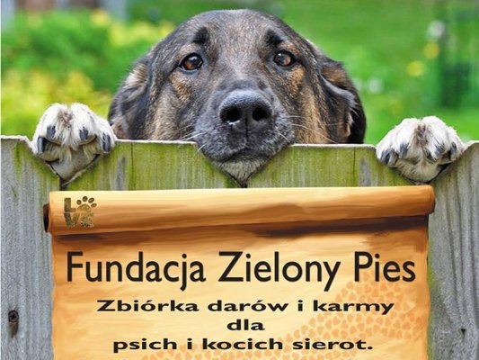 Zbiórka darów i karmy dla  psich oraz kocich sierot 