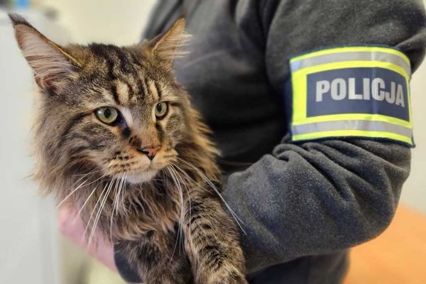Ukradł zwierzę warte 12 tysięcy złotych. Dzięki policjantom kot wrócił do swojego legowiska