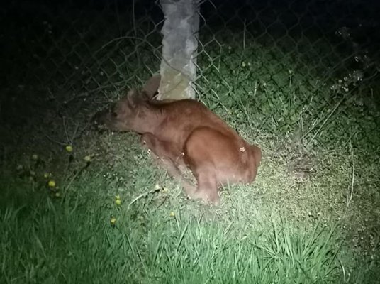 Wyjątkowa interwencja strażaków z Chynowa