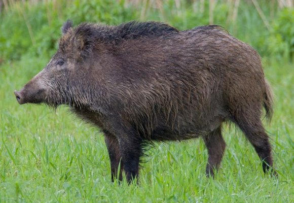 Dziki z afrykańskim pomorem świń w powiecie grójeckim