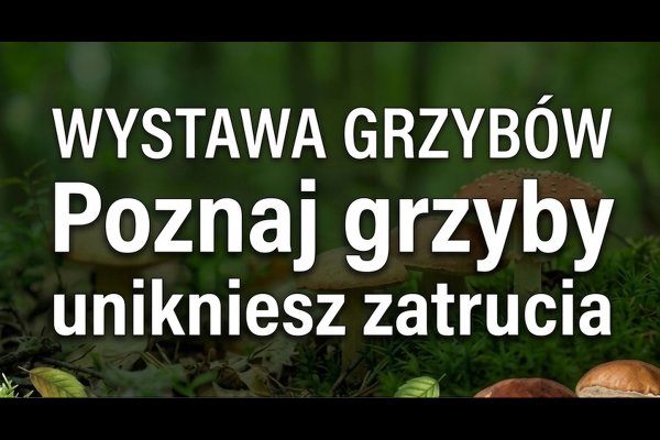 Poznaj grzyby – unikniesz zatrucia. Wkrótce wystawa w Grójcu