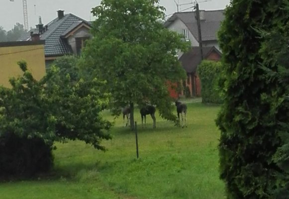 Czytelnik: O świcie moją posesję w Grójcu odwiedzily trzy łosie