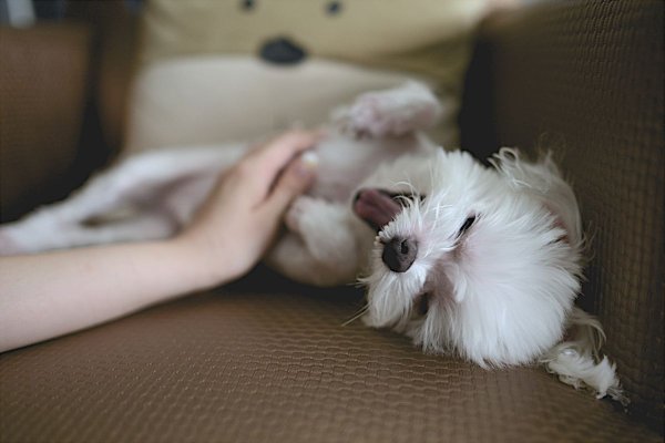 Mieszkanie w wynajmowanym lokum z pupilem
