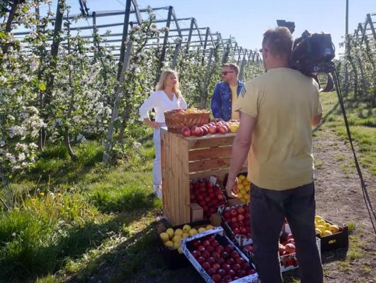 Dzisiaj Dzień dobry TVN z podgrójeckiego sadu