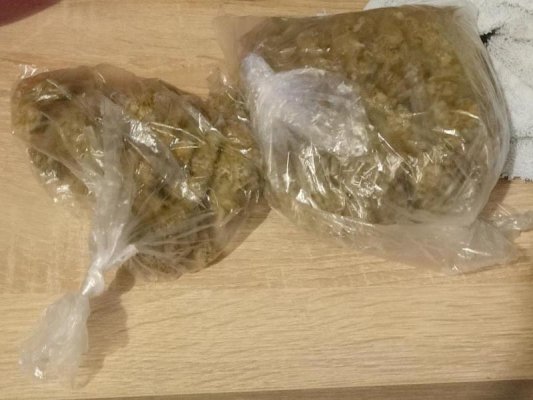 Pilne: Jedna z największych plantacji konopi na Mazowszu zlikwidowana