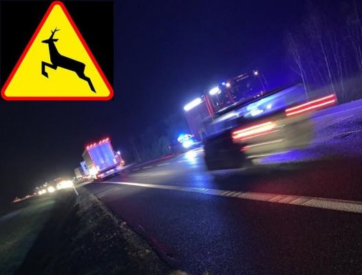 Grójecka Policja: Uwaga na leśne zwierzęta na drodze