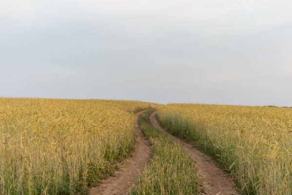 Kto może zagrozić naszym zbożom? Poznaj popularne szkodniki