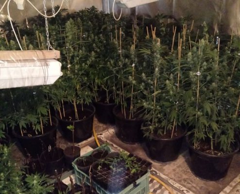 Kryminalni zlikwidowali plantację marihuany