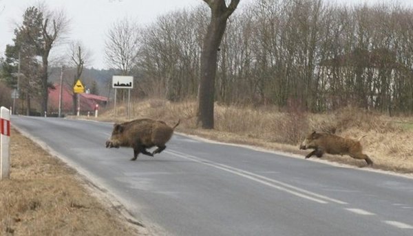 Grójecka policja: Kierowco, uważaj na dzikie zwierzęta!