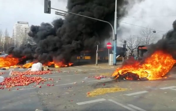 Sadownicy z okolic Warki i Grójca z martwą świnią w Warszawie