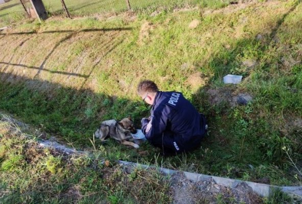 Policjanci znaleźli rannego psa