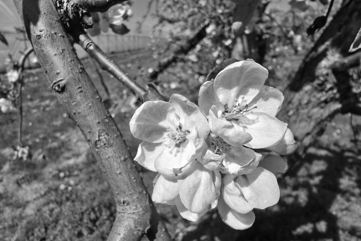 Kwitnące sady w okolicach Grójca (fot. Grojec24.net)