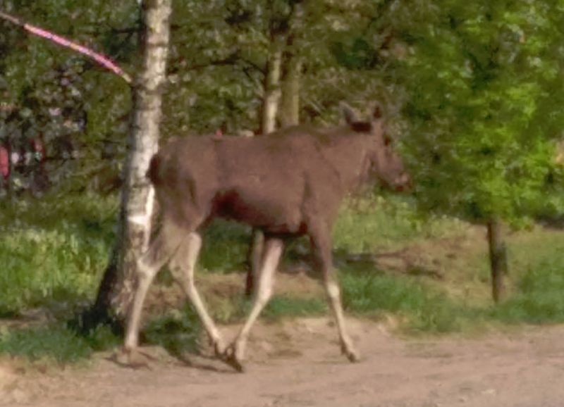Łoś przy ul. Mszczonowskiej w Grójcu.